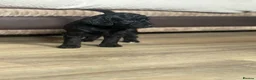Goldendoodle dogs for sale: Goldendoodle puppies ready to leave ( 1 girl left) - Advert 9