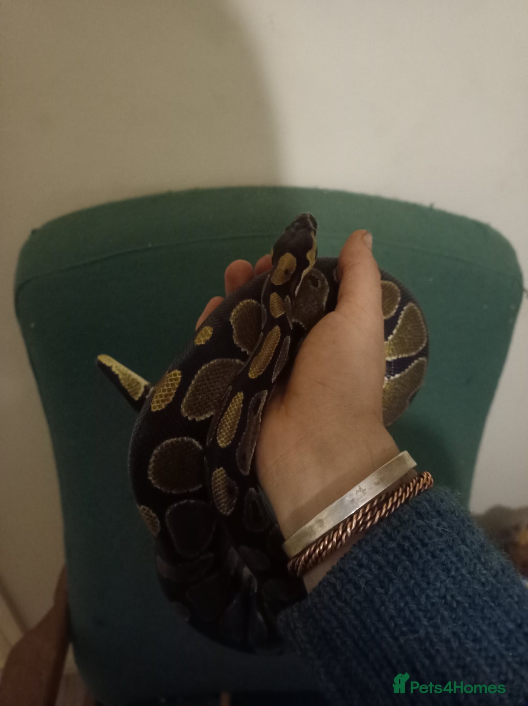 Python Snake reptiles for sale: Beautiful royal python for rehoming - Image 7