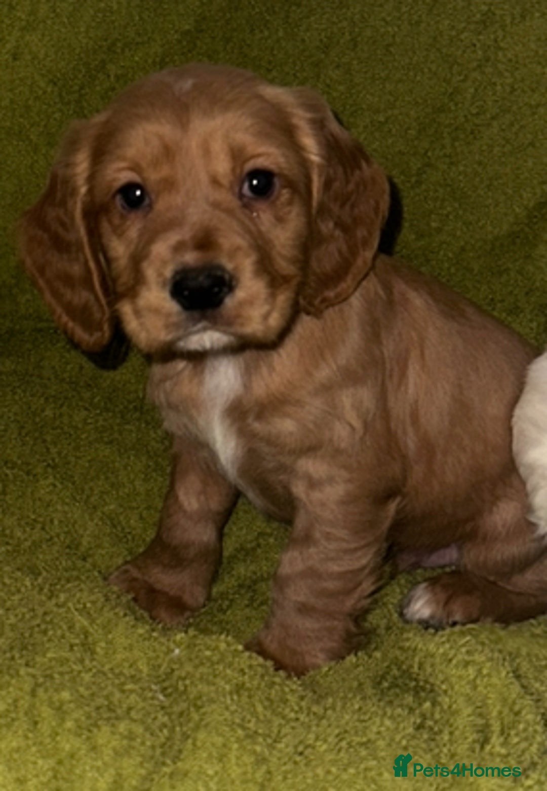 Cocker Spaniel dogs for sale: Show Cocker spaniels - Advert 4