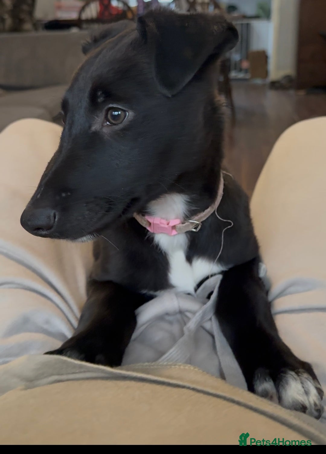 Lurcher dogs for sale: 2 LEFT!!! First cross Border collie x Greyhound - Advert 5