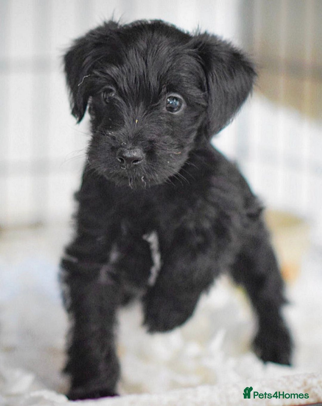 Mixed Breed dogs for sale: Council approved 5⭐️licensed breeder  - Advert 3