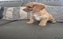 Cockapoo dogs for sale: F1 cockapoo - Ready Now - Image 26