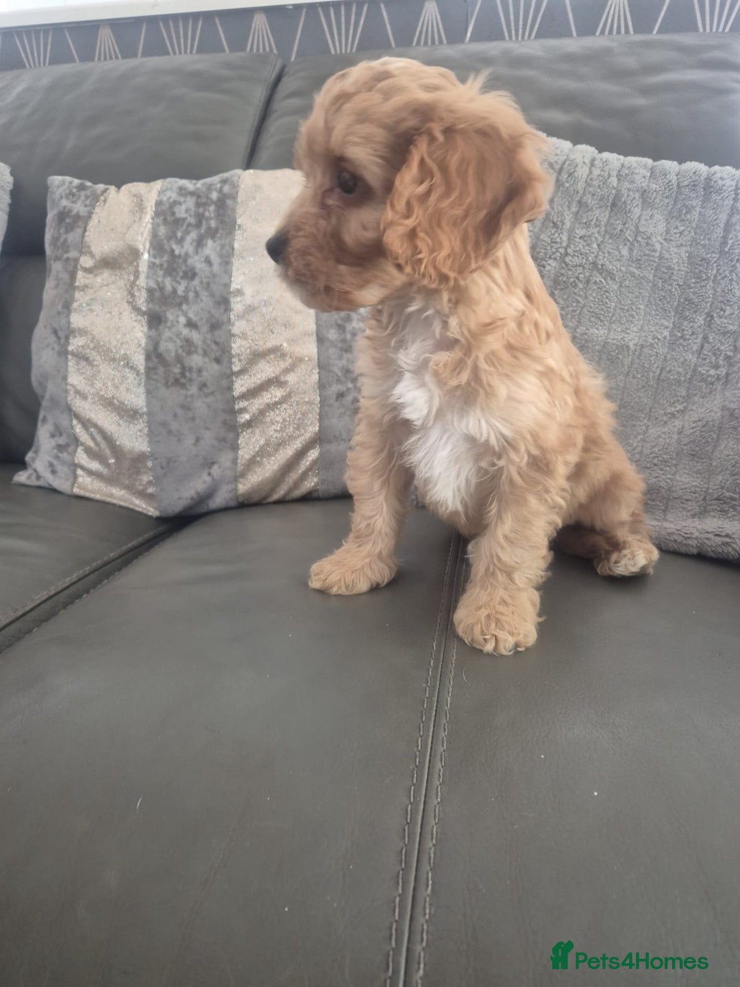 Cockapoo dogs for sale: F1 cockapoo - Ready Now - Image 26