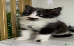 British Shorthair cats for sale: 3: beautiful kitten looking for new home in Slough - Image 13