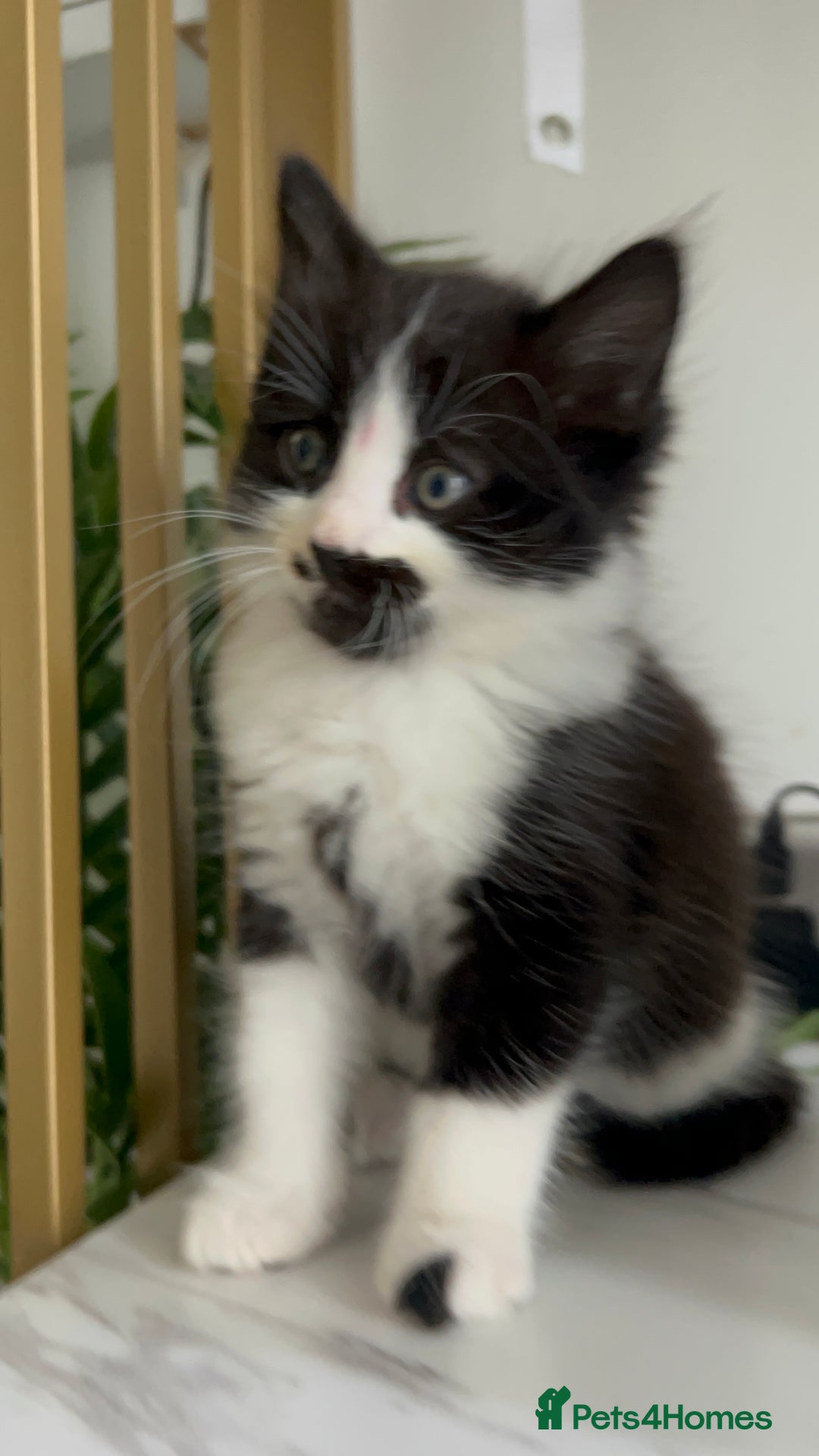 British Shorthair cats for sale: 3: beautiful kitten looking for new home in Slough - Image 13
