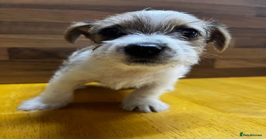 Mixed Breed dogs - Advert 9