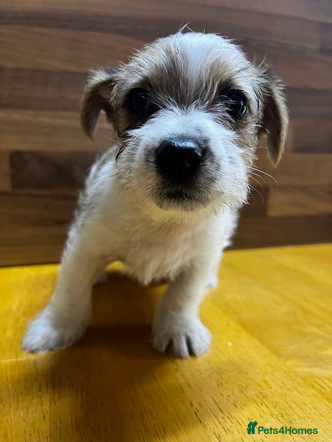 Mixed Breed dogs for sale: Jack Russell with a hint of Bichon Frise. - Image 3