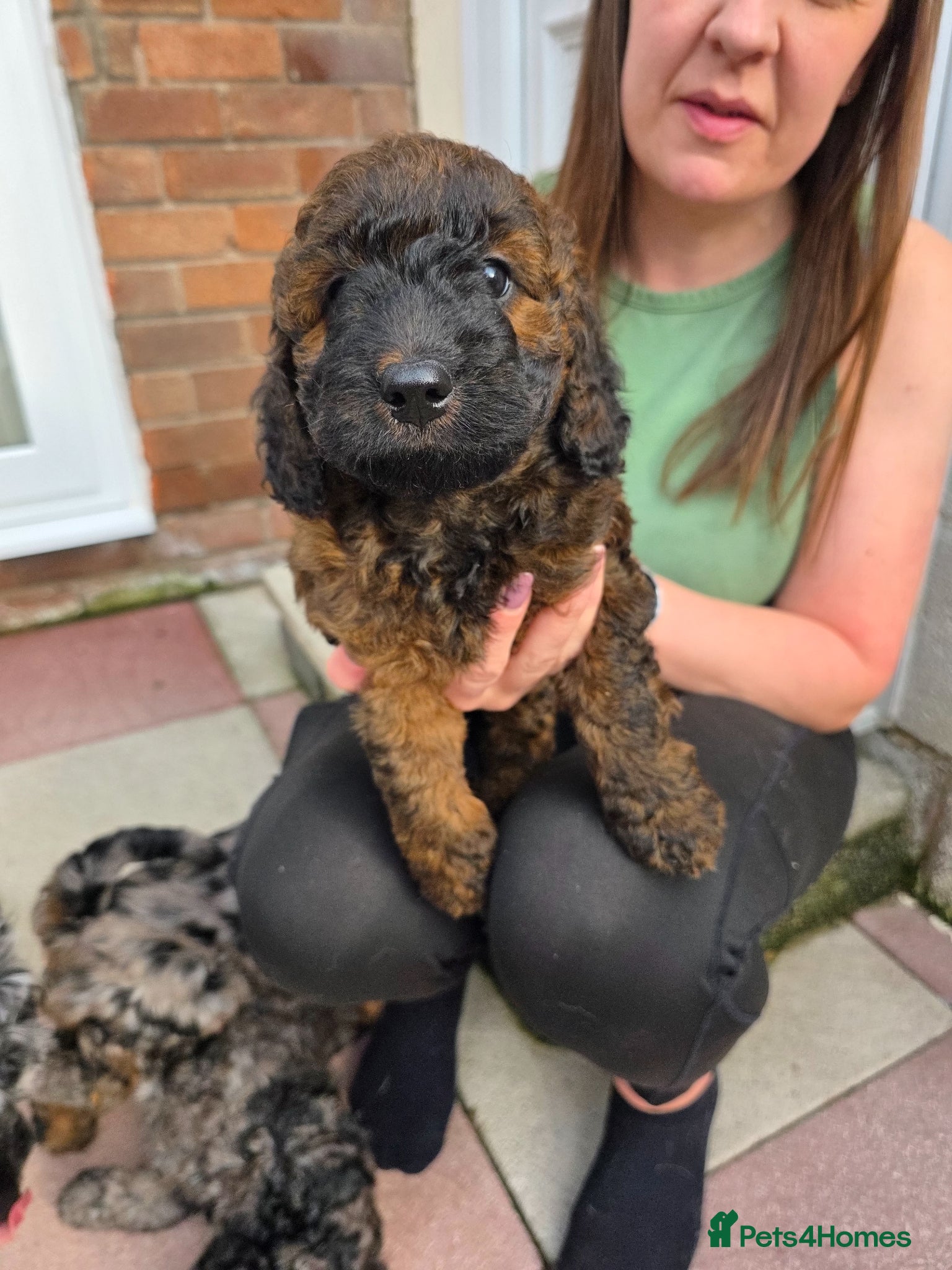 Cockapoo dogs Sable Girl F1b cockapoo Puppies (1 Left) - Advert 13