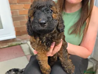 Cockapoo dogs Sable Girl F1b cockapoo Puppies (1 Left) - Advert 4