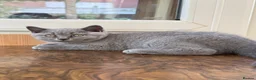 British Shorthair cats for sale: Blue Male British Shorthair – Ready to Leave - Advert 3