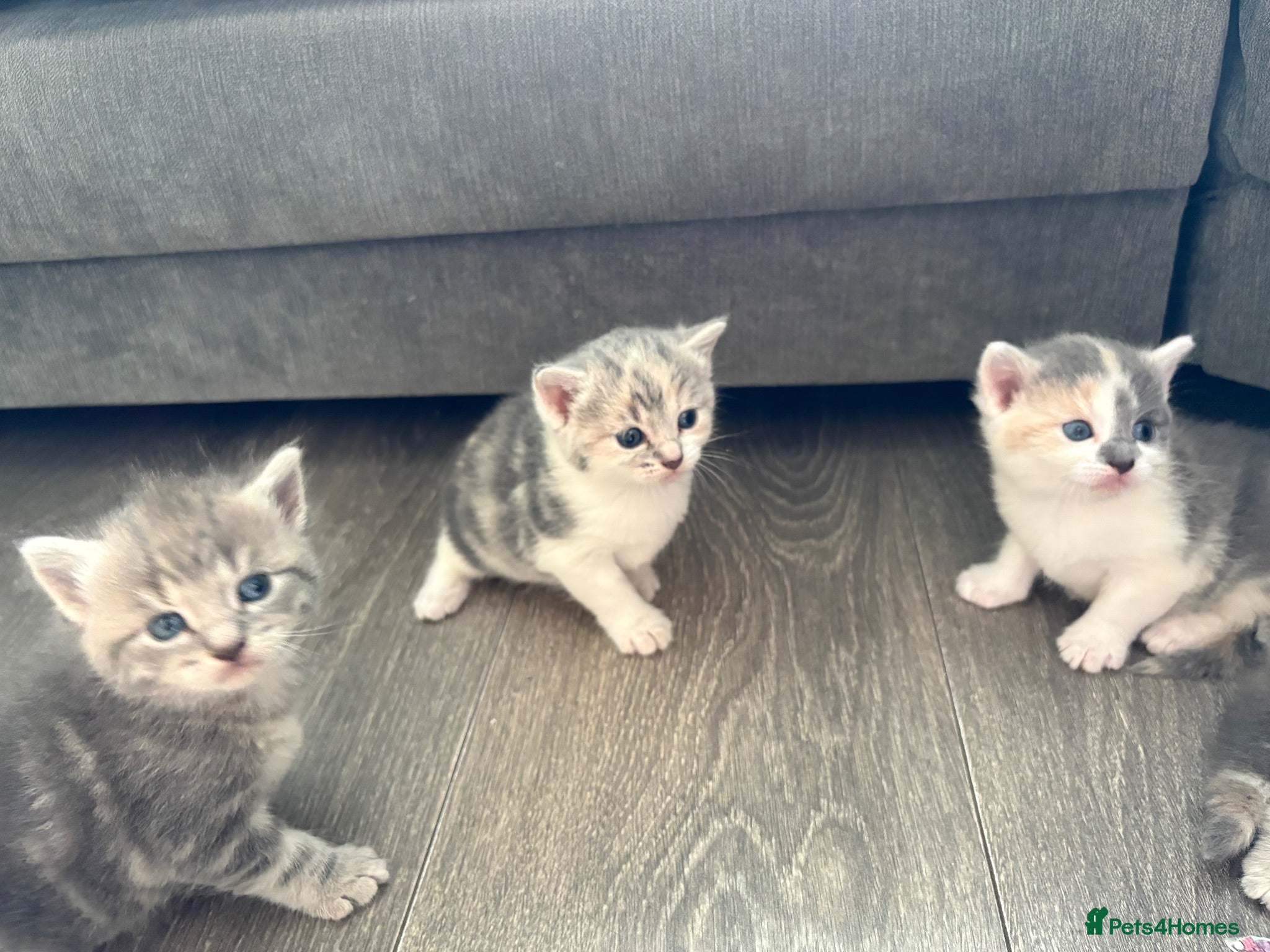 Mixed Breed cats 4 beautiful mixed breed kittens  - Advert 1