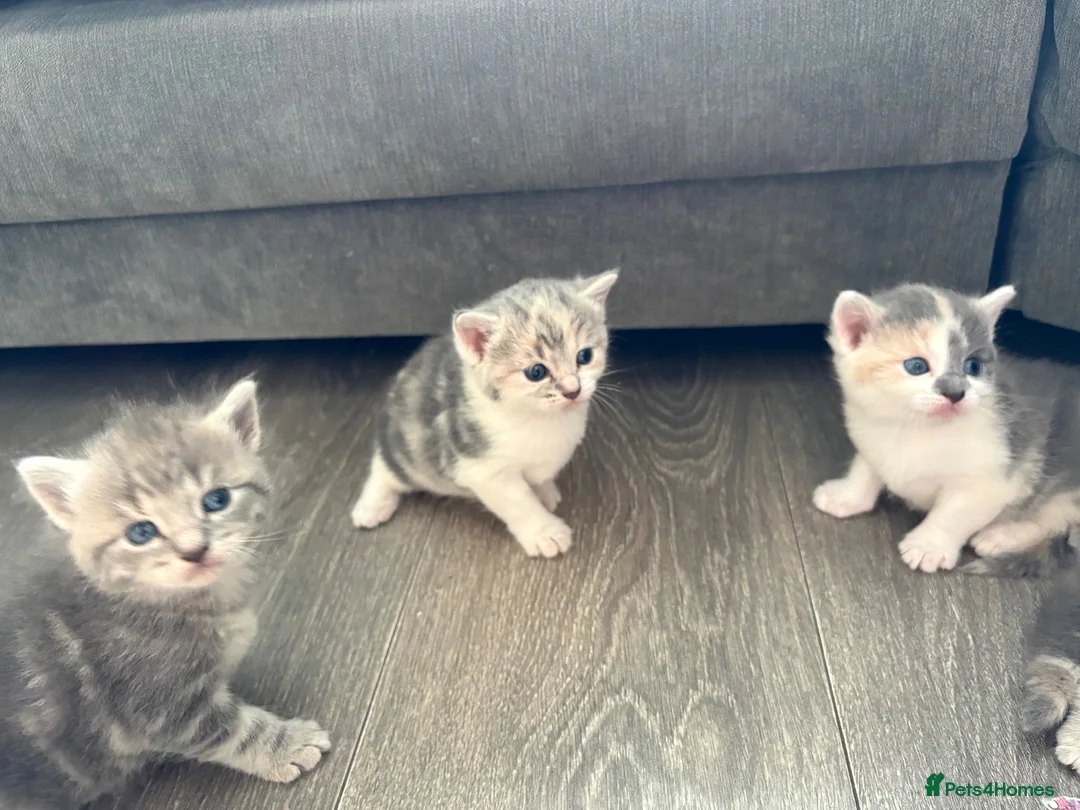 Mixed Breed cats for sale: 4 beautiful mixed breed kittens  - Advert 1