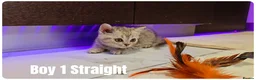 Scottish Fold cats for sale: 🐱 Scottish Fold & Scottish Straight Kittens - Advert 12