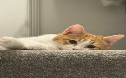 British Shorthair cats for sale: Lexi is ready to get a new home  - Image 5