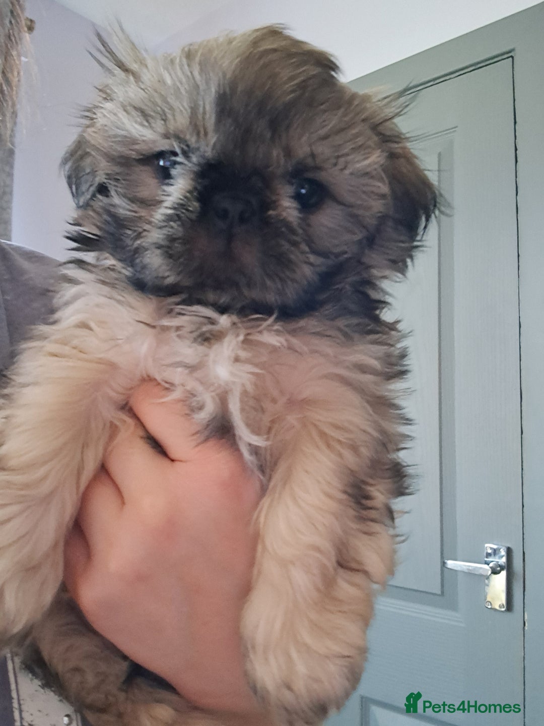 Pedigree Imperial Shih tzu puppies for sale in Wednesbury Pets4Homes