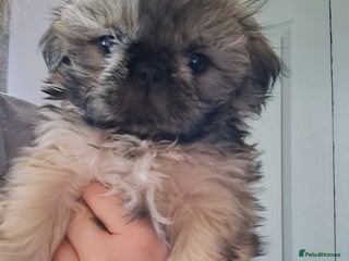 Shih Tzu dogs - Advert 2