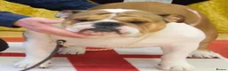 English Bulldog dogs for sale: Two Kc registered pups available  in Bolton - Advert 2