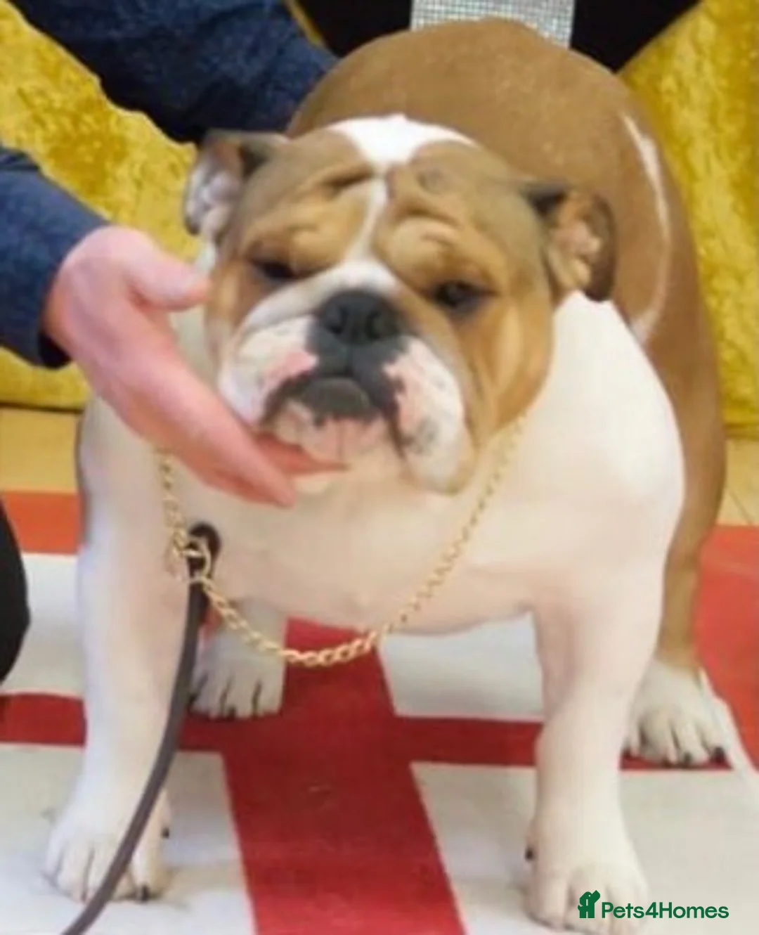 English Bulldog dogs for sale: Two Kc registered pups available  in Bolton - Advert 2