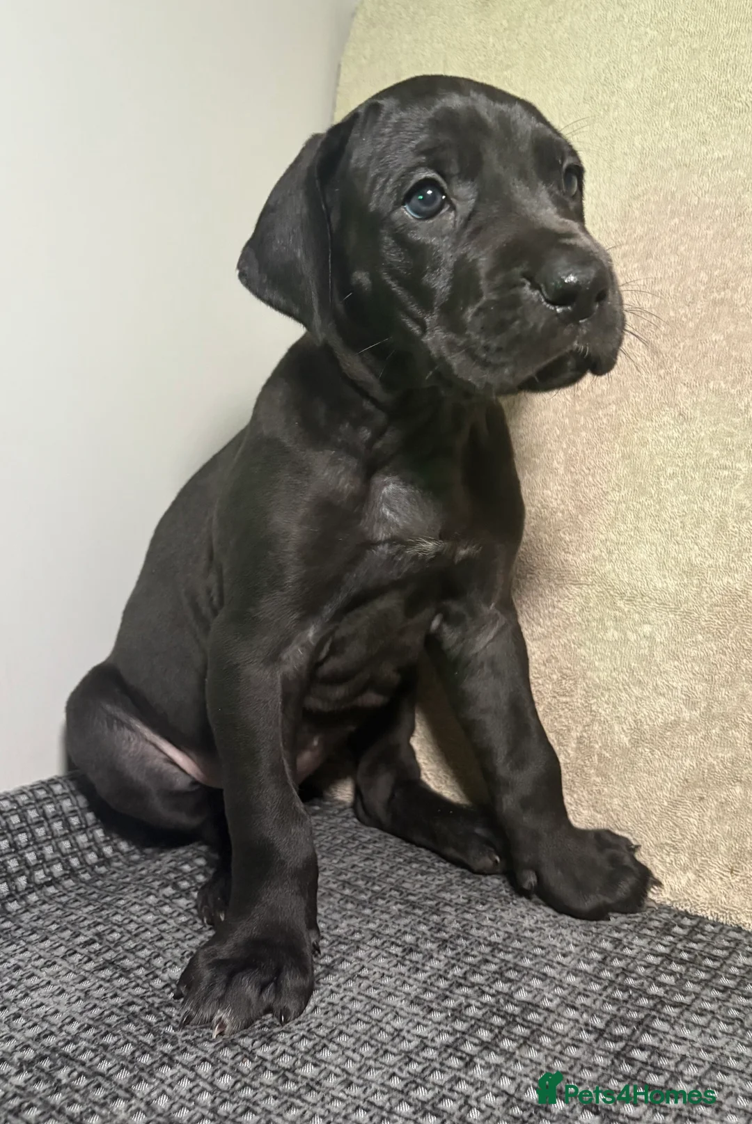 Great Dane dogs for sale: *** Only 3 remaining *** Great Dane puppies - Advert 3