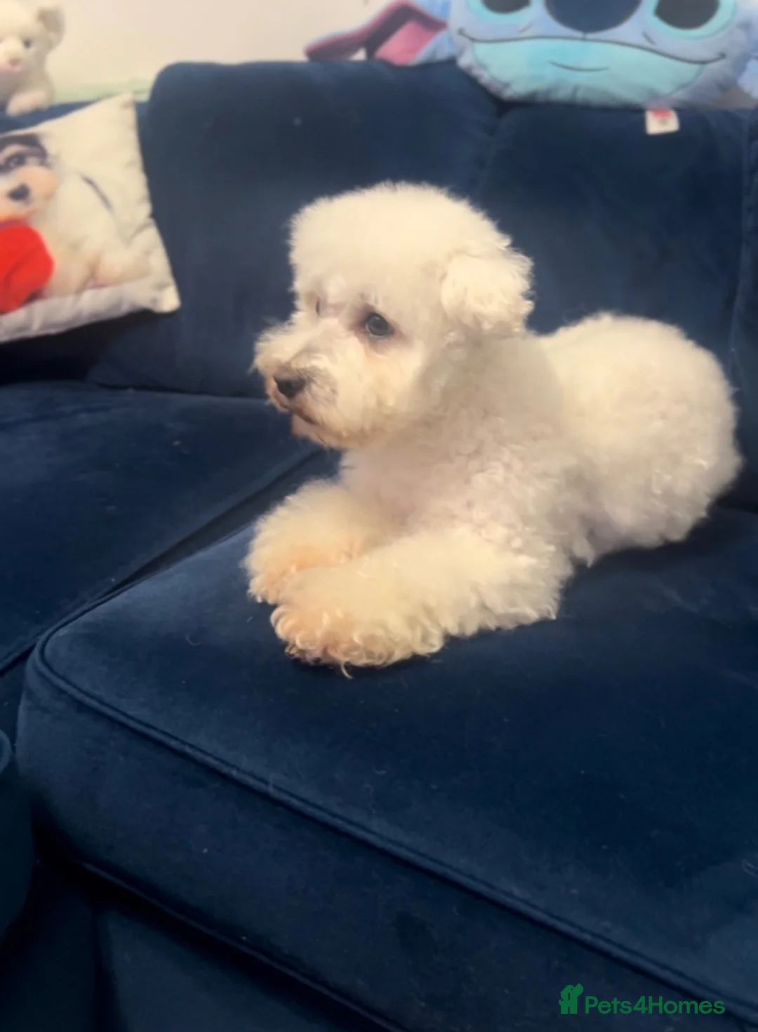 Bichon Frise dogs for sale: Bichon frise for adoption  - Advert 1