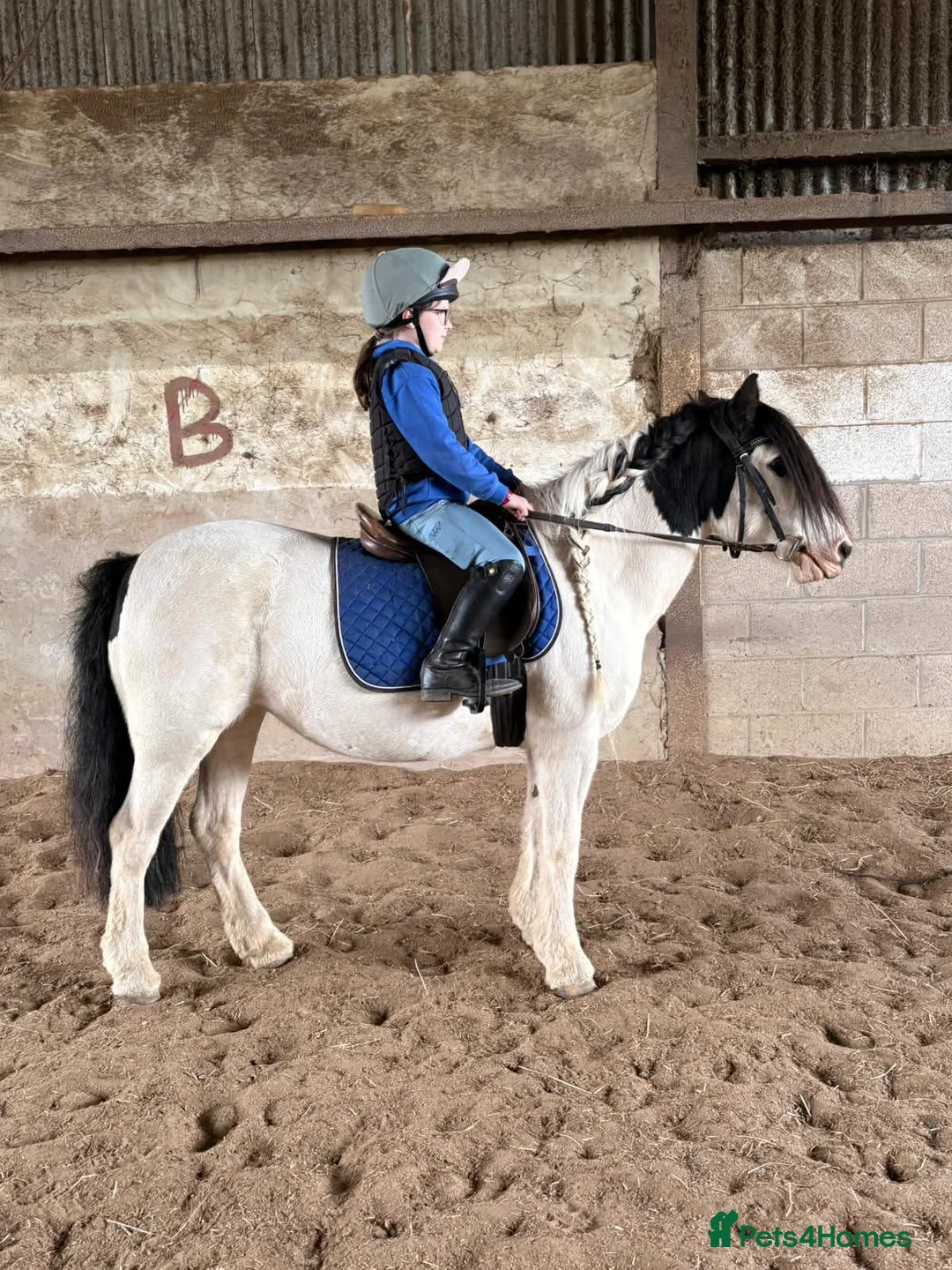 Irish Cob horses for sale: Panda the Best Little  Mini Cob  - Advert 2