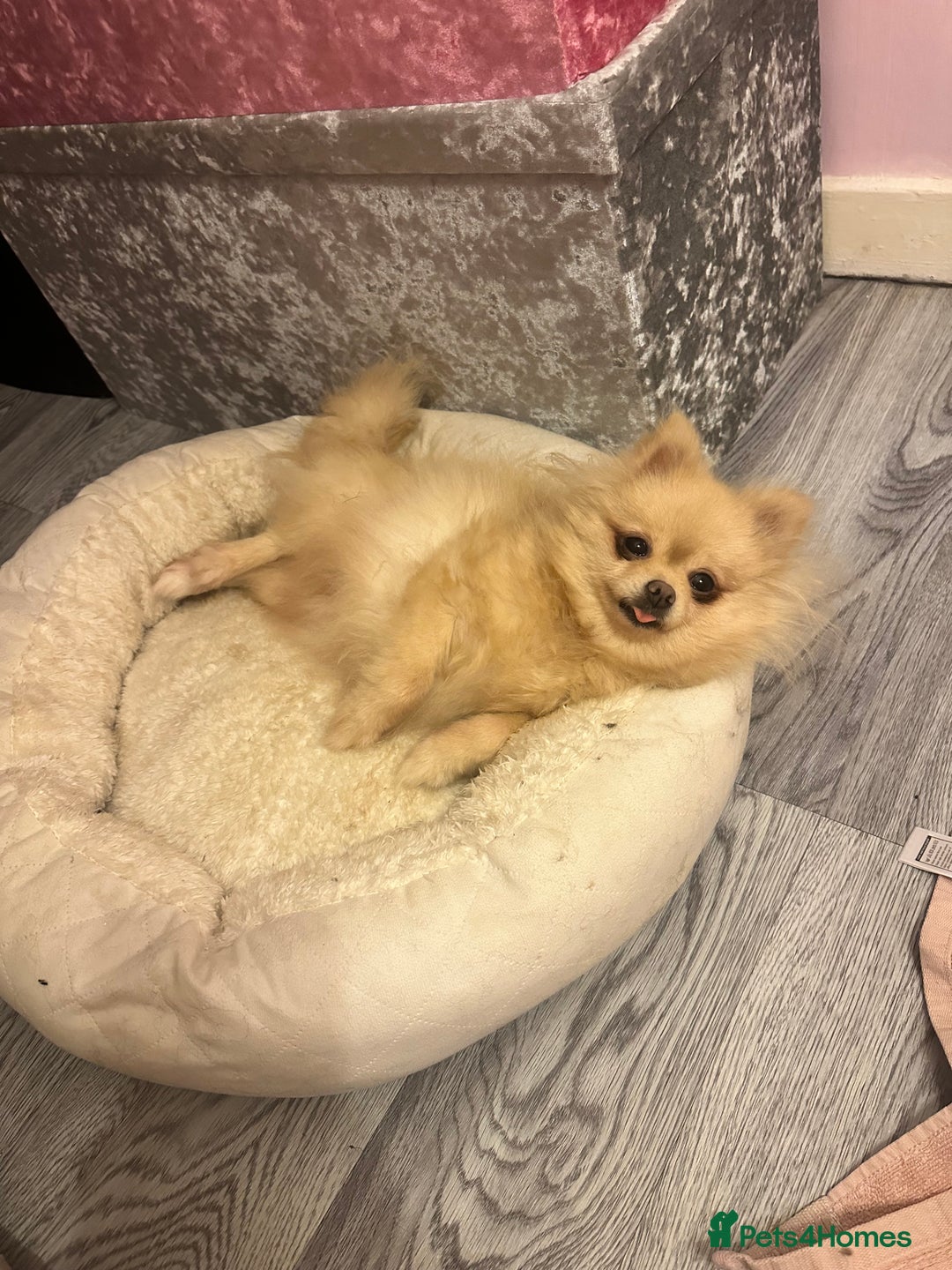 Pomeranian dogs for sale: 6 month old Pomeranian puppies - Advert 3