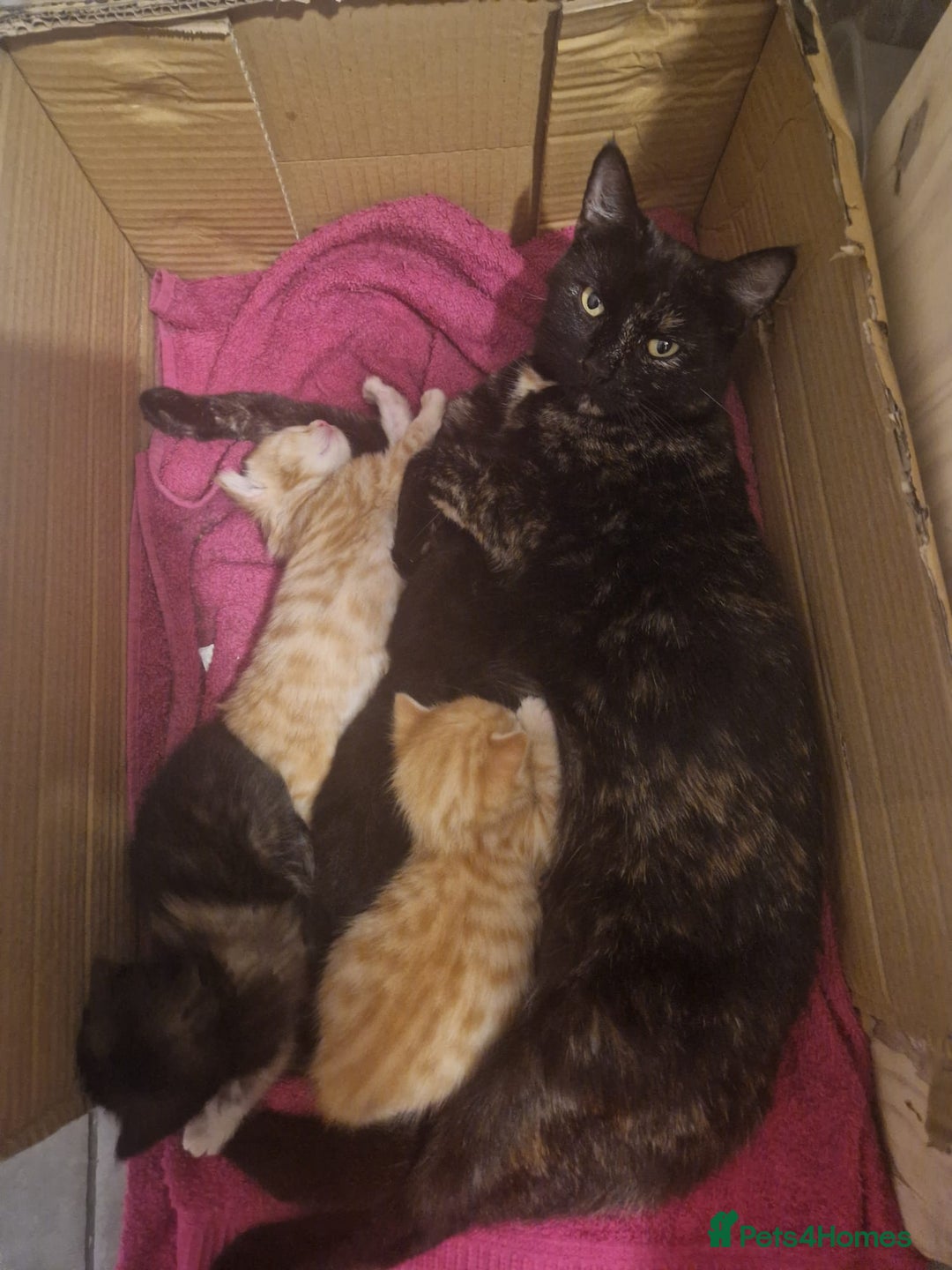 Mixed Breed cats for sale: Ginger Male ONE LEFT - Image 3