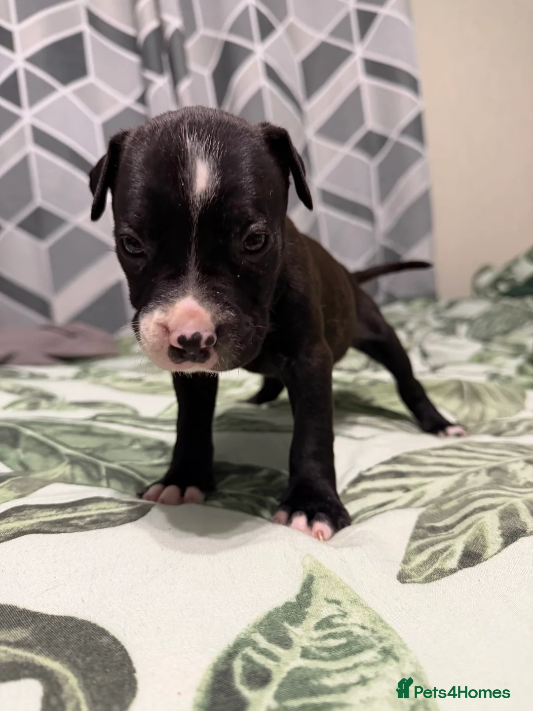 Mixed Breed dogs for sale: Puppies In Need Of New Home in Stoke-on-Trent - Advert 5