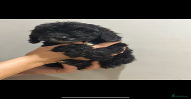 Cockapoo dogs - Advert 8