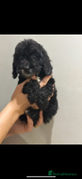 Cockapoo dogs - Advert 12