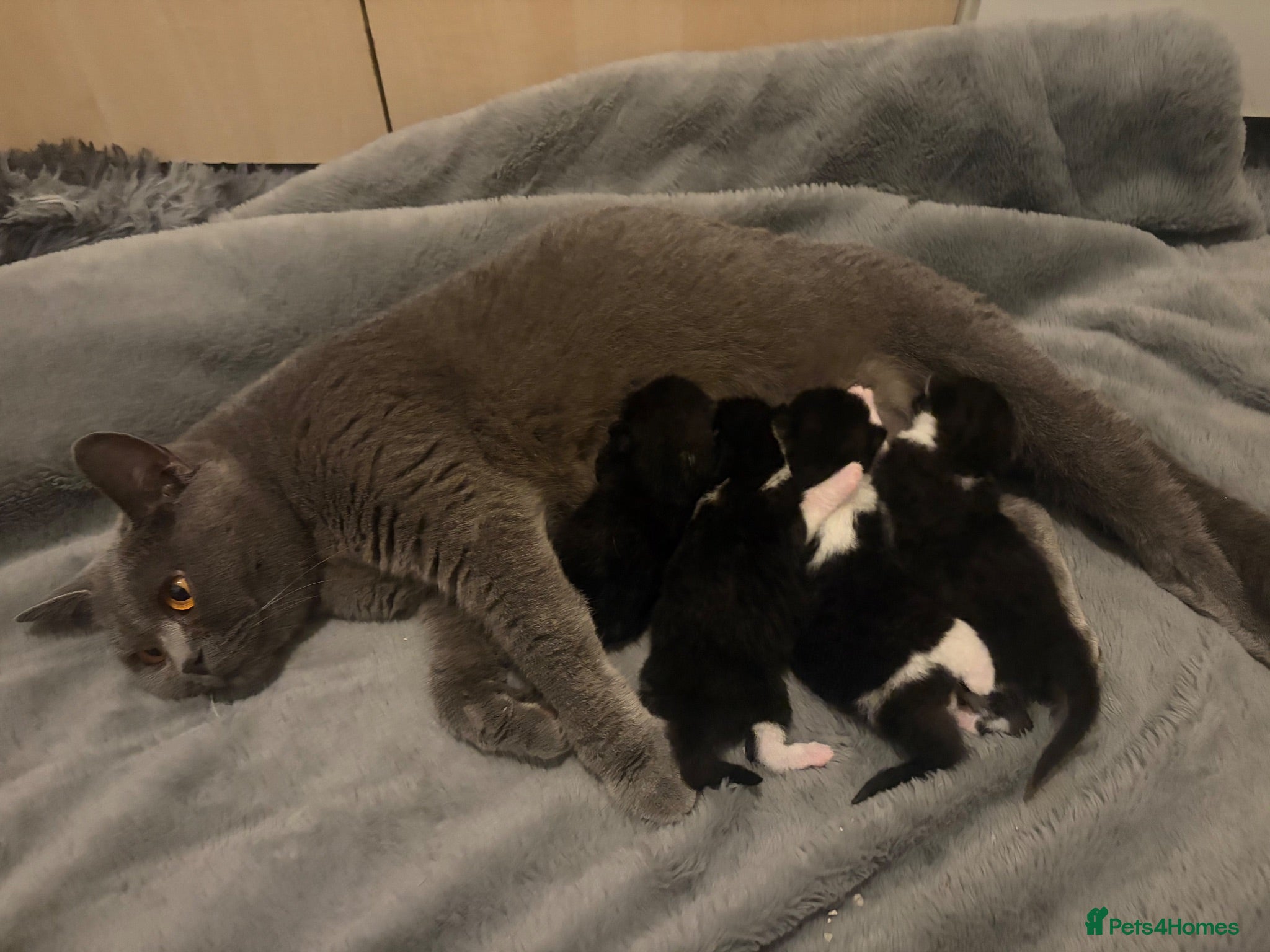 British Shorthair cats Male kitten  - Advert 5