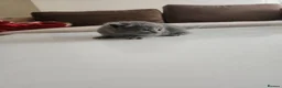 British Shorthair cats for sale: Adorable British Shorthair Kittens - Advert 8