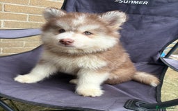 Pomsky dogs for sale: Champion bloodline f4 pomskys - Image 3