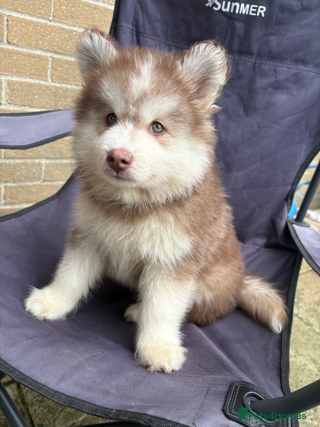 Pomsky dogs for sale: Champion bloodline f4 pomskys - Image 3