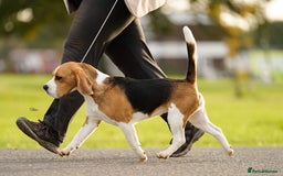 Beagle dogs for stud: Winner at Crufts 2025! in Tonbridge - Image 16