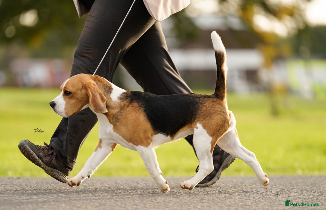 Beagle dogs for stud: Winner at Crufts 2025! in Tonbridge - Image 16
