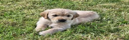 Golden Retriever dogs for sale: Beautiful litter of Golden Retriever puppies 🐶  - Advert 7