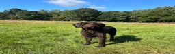 Labradoodle dogs for stud: F1 Labradoodle Stud - Proven in Maidstone - Advert 1