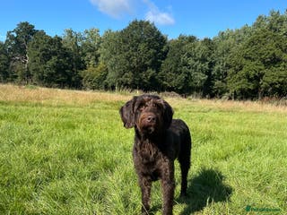 Labradoodle dogs F1 Labradoodle Stud - Proven in Maidstone - Advert 10