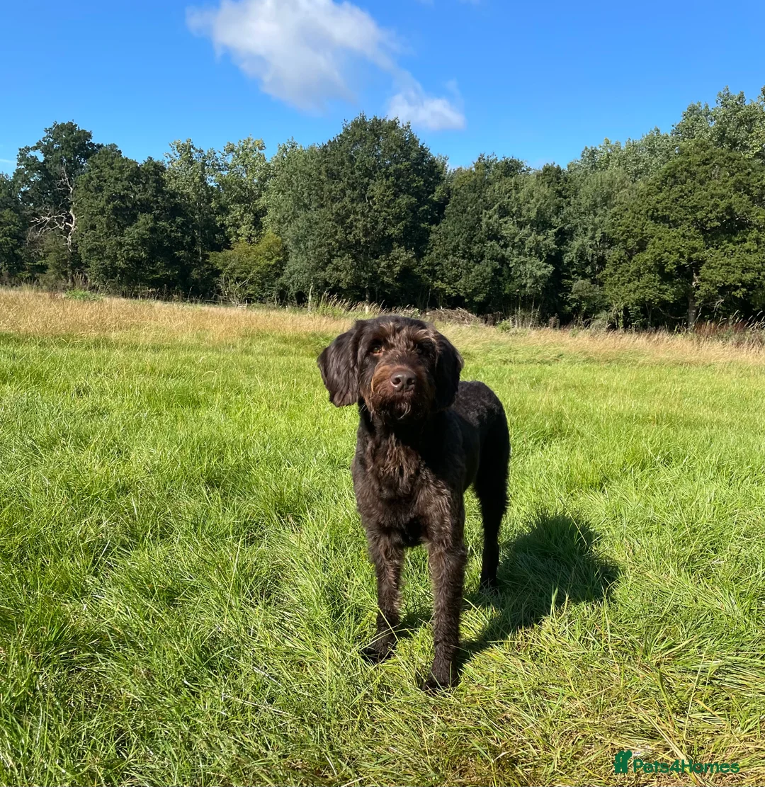 Labradoodle dogs for stud: F1 Labradoodle Stud - Proven in Maidstone - Advert 1
