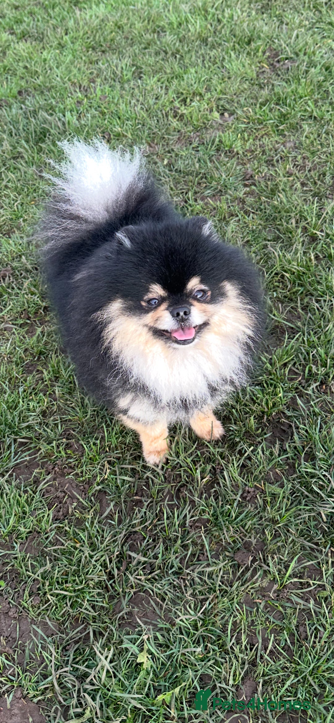 Pomeranian dogs for stud: Gorgeous Teddy bear tri coloured stud - Advert 2