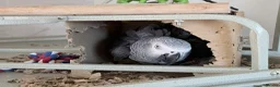 Parrots birds for sale: African Grey parrot for sale in St Albans - Advert 3