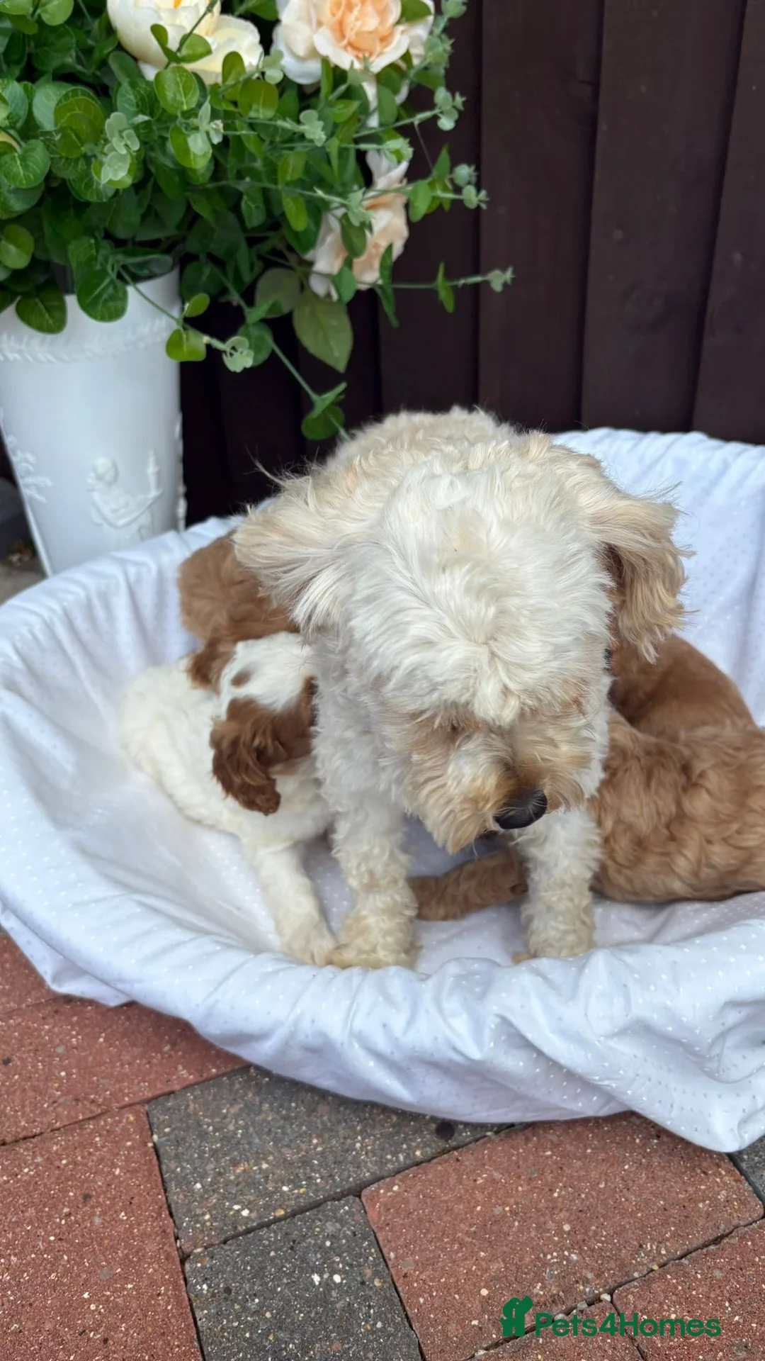 Cavapoo dogs for sale: Beautiful cavapoos  - Advert 2