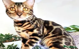 Bengal cats for stud: Clouded Bengal Stud Proven TICA Pedigree Register in Durham - Image 5