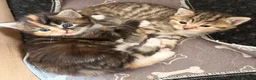 Mixed Breed cats for sale: Adorable fluffy kittens - Advert 10