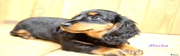 Miniature Dachshund dogs for sale: 🌟Dapple & Black Tan PRA Clear KC reg – June 26🌟 - Advert 13