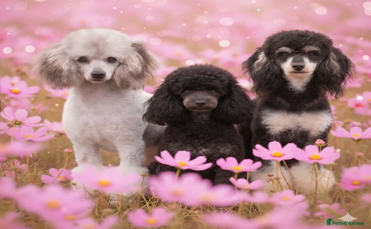 Miniature Poodle dogs - Advert 11
