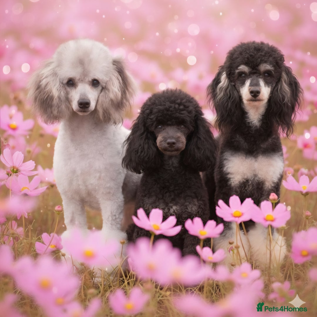 Miniature Poodle dogs for sale: SMALL SIZE MINIATURE PUPPIES RARE COLOUR DNA TEST - Image 1