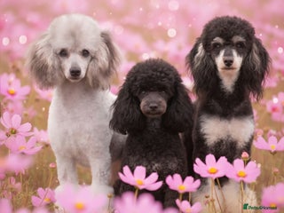 Miniature Poodle dogs - Advert 17