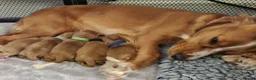 Cockapoo dogs for sale: Beautiful F1 cockapoos - 4 reserved! - Advert 9